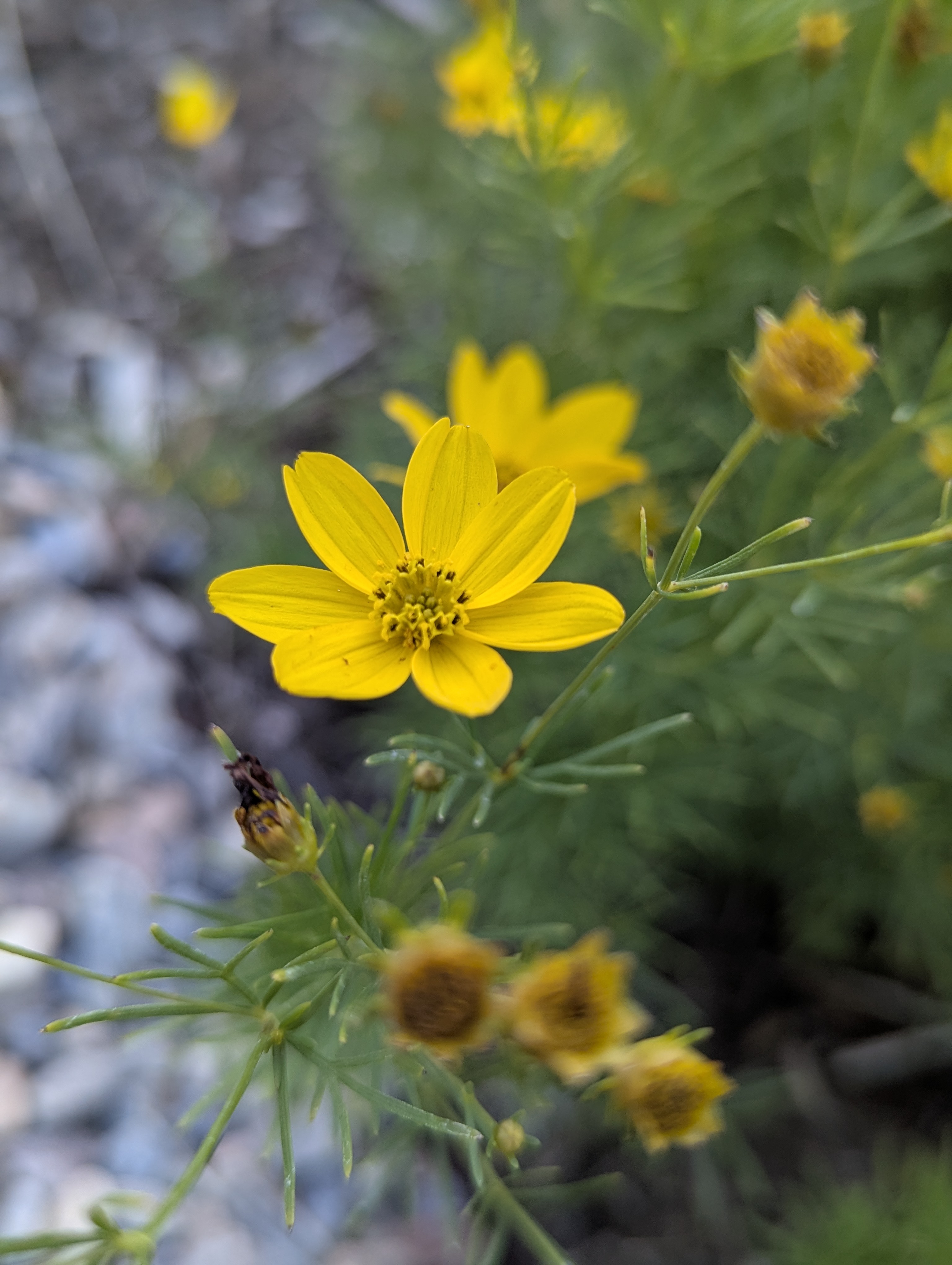 Garden, Morrison, Colorado